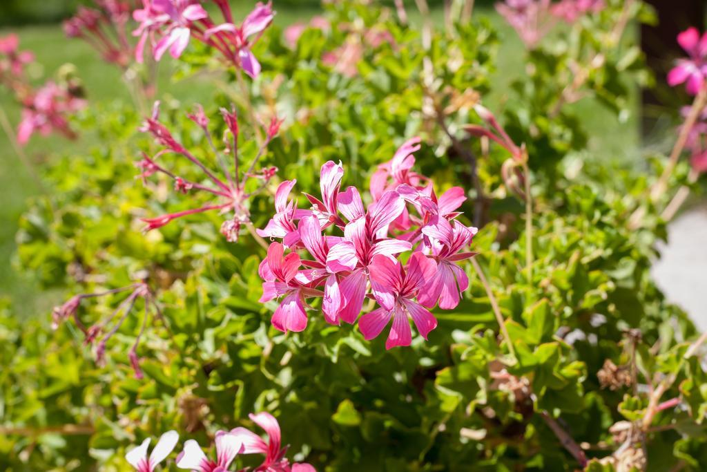 Agriturismo Ferrari Caprarola Buitenkant foto